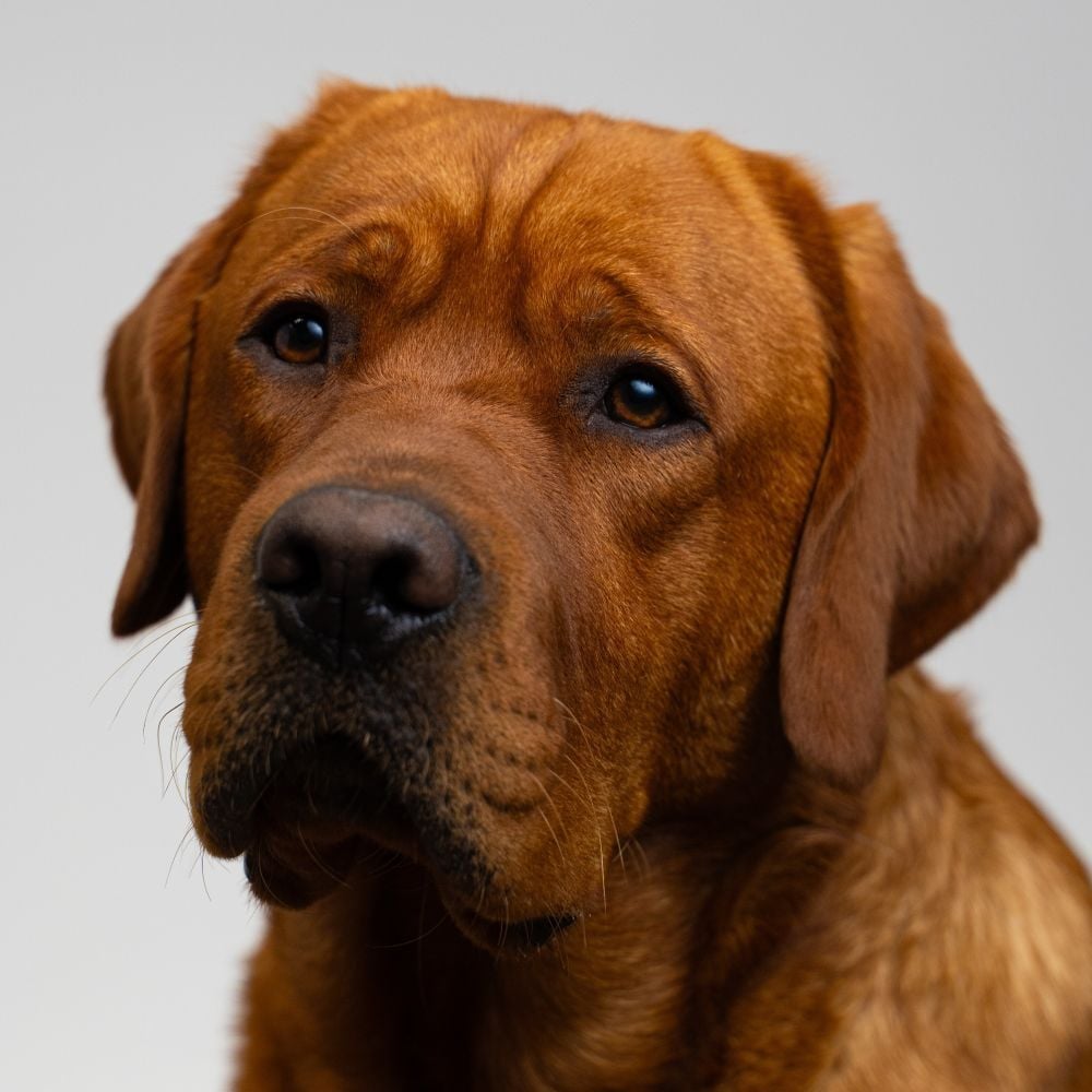Hank Chief Pawject Manager