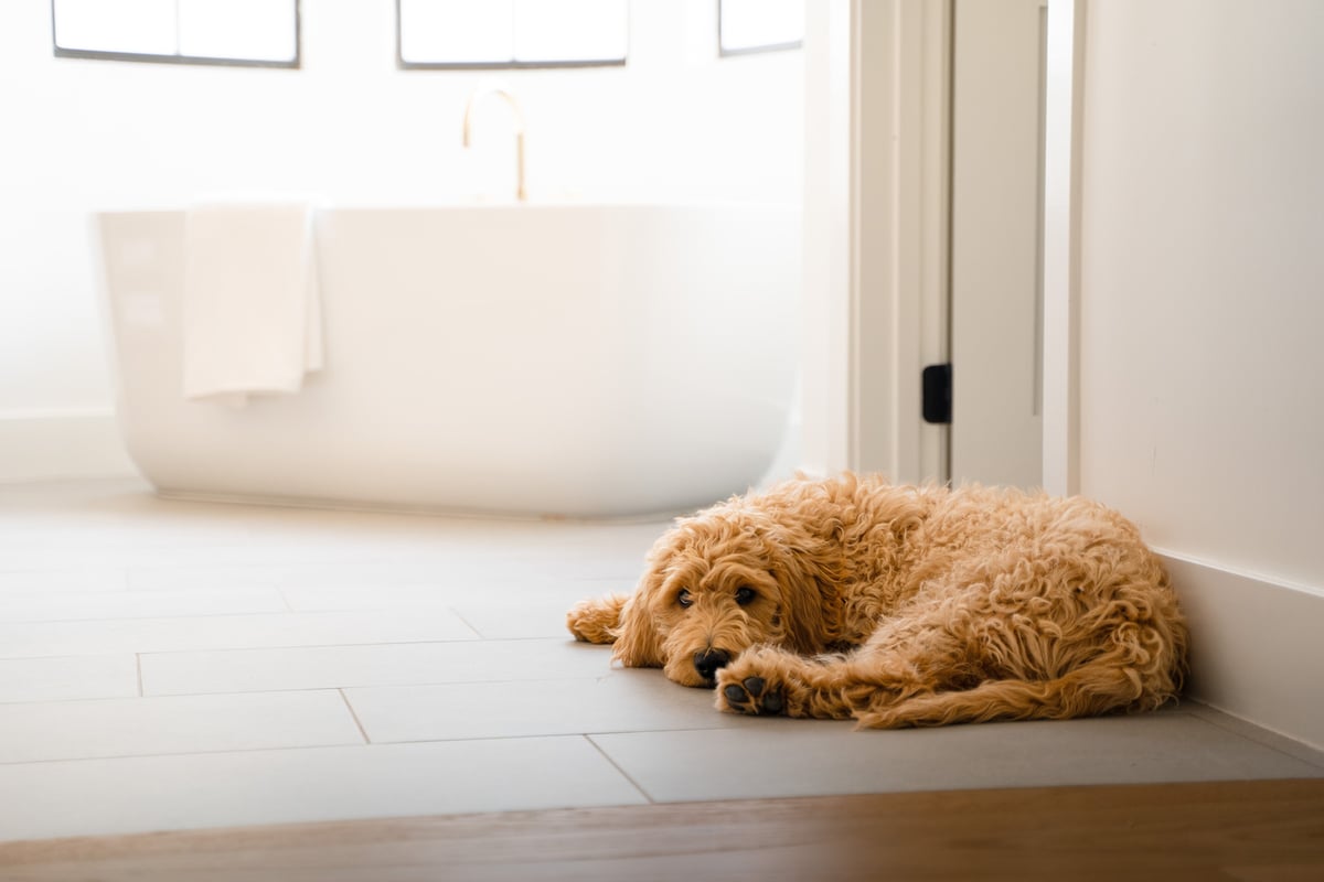 Cozy bathroom scene with dog resting on tile floor near luxury bathtub by Trinity Homes AZ in Mesa, AZ